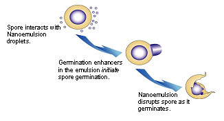 nanoemulsion mechanism of action against spores