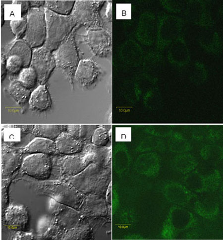 confocal microscopic images of K B cells treated with D N A linked cluster of G 5 f i t c and G 5 f a dendrimers