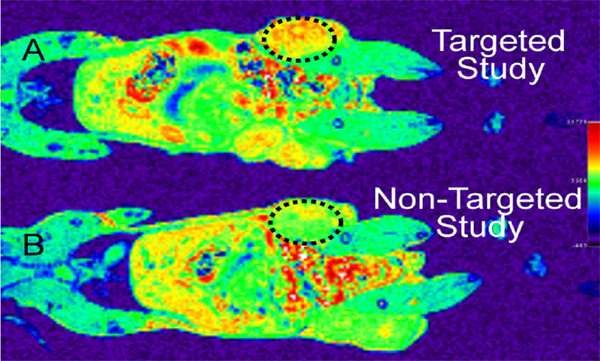 gradient echo images of folic acid receptor-positive tumor cells in mice