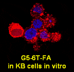 Binding and internalization of the dendrimer-conjugate G5-FA-6T on KB cells in vitro