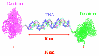 Computer-generated model of a cluster dendrimer with two G5-PAMAM dendrimer molecules linked together through a short chain DNA