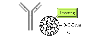 J591 Anti-PSMA anitbody